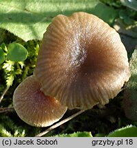 Omphalina pyxidata (pępówka kubkowata)