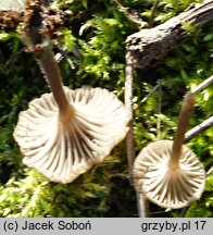 Omphalina pyxidata (pępówka kubkowata)