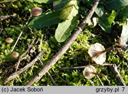 Omphalina pyxidata (pępówka kubkowata)