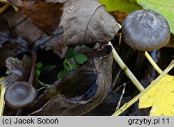 Tephrocybe rancida (popielatek mącznorzodkwiowy)