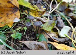 Tephrocybe rancida (popielatek mącznorzodkwiowy)