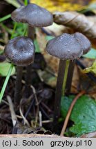 Tephrocybe rancida (popielatek mącznorzodkwiowy)