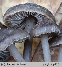 Tephrocybe rancida (popielatek mącznorzodkwiowy)