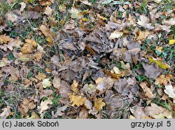 Lyophyllum decastes (kępkowiec jasnobrązowy)