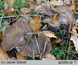 Lyophyllum decastes (kępkowiec jasnobrązowy)