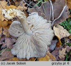 Lyophyllum decastes (kępkowiec jasnobrązowy)