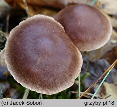 Cortinarius decipiens (zasłonak ciemnogłówkowy)