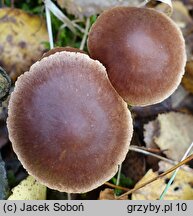 Cortinarius decipiens (zasłonak ciemnogłówkowy)