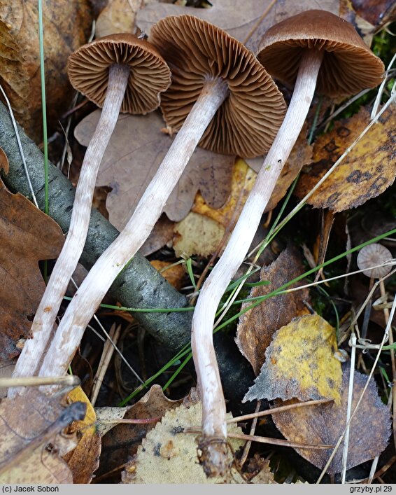 Cortinarius decipiens (zasłonak ciemnogłówkowy)