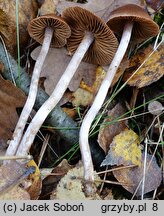 Cortinarius decipiens (zasłonak ciemnogłówkowy)