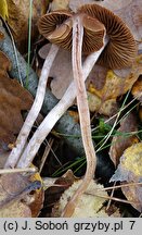 Cortinarius decipiens (zasłonak ciemnogłówkowy)