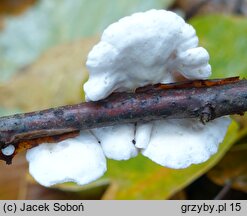 Crepidotus variabilis (ciżmówka zmienna)