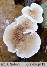 Crepidotus variabilis (ciżmówka zmienna)