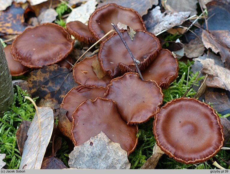 Cortinarius saturninus (zasłonak niebieskomiąższowy)