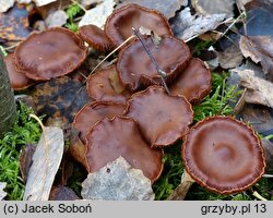 Cortinarius saturninus (zasłonak niebieskomiąższowy)