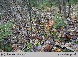 Cortinarius saturninus (zasłonak niebieskomiąższowy)