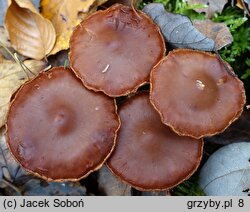 Cortinarius saturninus (zasłonak niebieskomiąższowy)