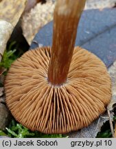 Cortinarius saturninus (zasłonak niebieskomiąższowy)