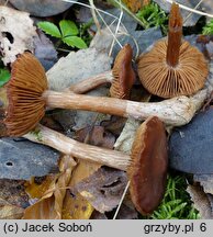 Cortinarius saturninus (zasłonak niebieskomiąższowy)