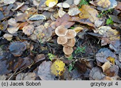 Gymnopus impudicus (łysostopek cuchnący)