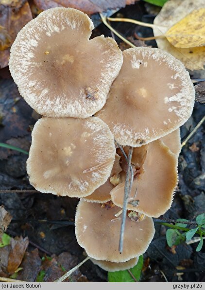 Gymnopus impudicus (łysostopek cuchnący)