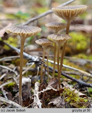 Lichenomphalia velutina (pępówka aksamitna)