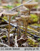 Lichenomphalia velutina (pępówka aksamitna)