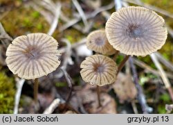 Lichenomphalia velutina (pępówka aksamitna)