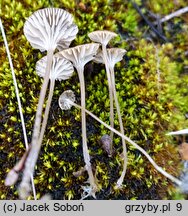 Lichenomphalia velutina (pępówka aksamitna)