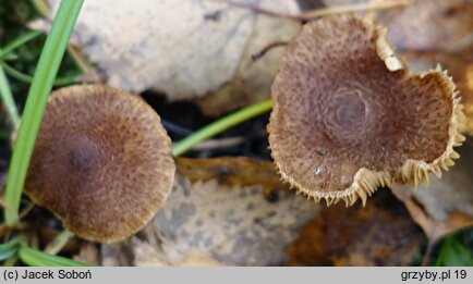 Inocybe flocculosa (strzępiak kosmkowaty)