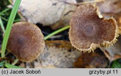 Inocybe flocculosa (strzępiak kosmkowaty)