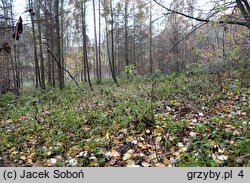 Tulosesus impatiens (czernidłak szaroblaszkowy)