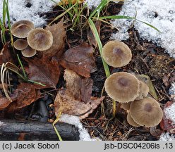 Mycena latifolia (grzybówka szarobrązowa)