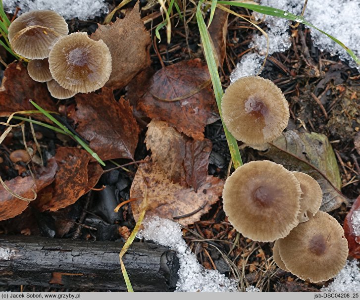 Mycena latifolia (grzybówka szarobrązowa)