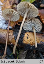 Mycena latifolia (grzybówka szarobrązowa)