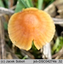 Galerina subclavata (hełmówka śródmchowa)