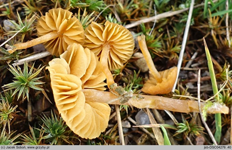 Galerina subclavata (hełmówka śródmchowa)