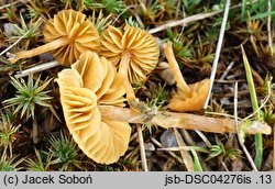 Galerina subclavata (hełmówka śródmchowa)