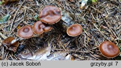 Cortinarius depressus