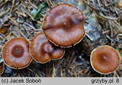 Cortinarius depressus