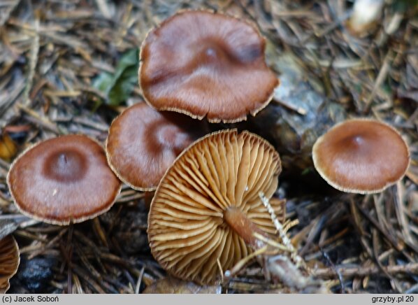 Cortinarius depressus