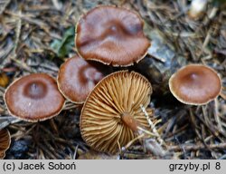 Cortinarius depressus