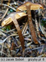 Cortinarius depressus