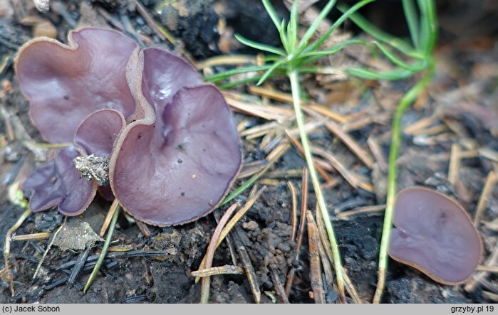 Peziza pseudoviolacea (kustrzebka nibyfioletowawa)