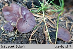 Peziza pseudoviolacea (kustrzebka nibyfioletowawa)