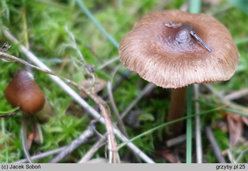 Inocybe acuta (strzępiak ostry)