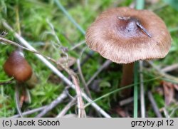 Inocybe acuta (strzępiak ostry)