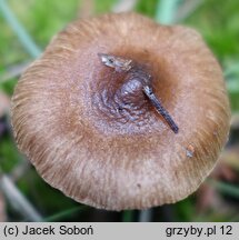 Inocybe acuta (strzępiak ostry)