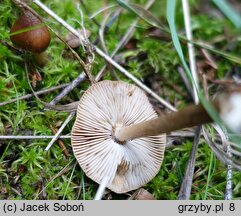 Inocybe acuta (strzępiak ostry)