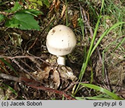 Amanita pachyvolvata